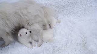 Animals Nursing Their Babies | Baby animals and their mothers