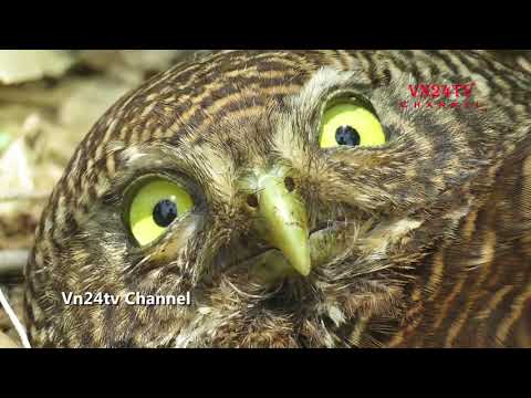 Video Tiếng chim cú mèo - Vn24tv Channel - youtube