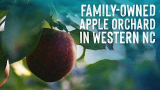 Apple Picking in the Blue Ridge Mountains | Ten to Try