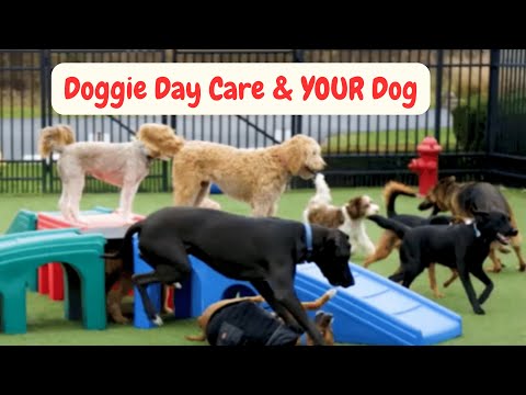 Video: Pet Scoop: Service Puppies Začněte učit brzy, štěně opuštěné pod dopravní kužel