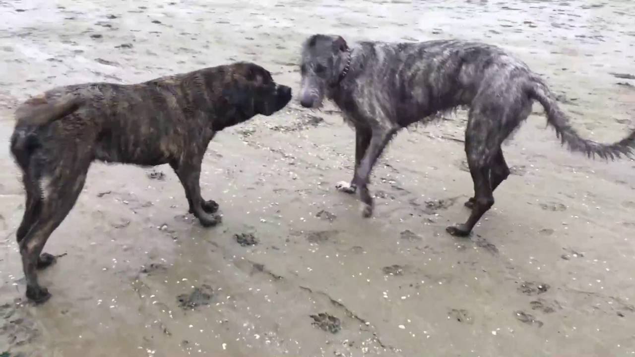 irish wolfhound x mastiff