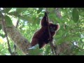 Madagascar  la baie dantongil  parc de masoala 23
