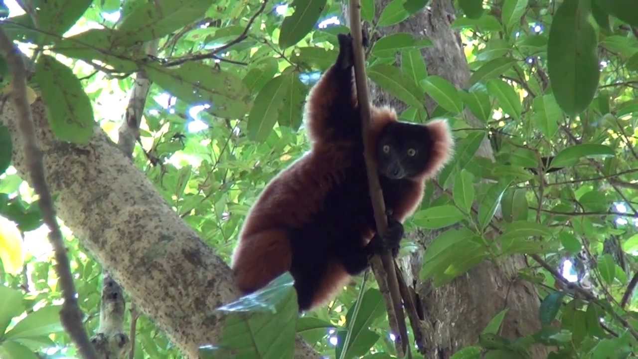MADAGASCAR - La Baie d'Antongil - Parc de Masoala 2/3