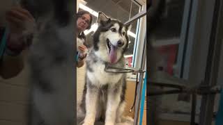 Husky Malamute Brush - UNDERCOAT FOR DAYS