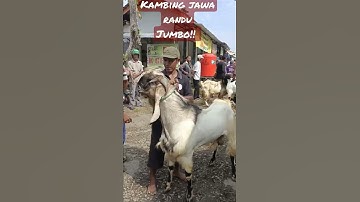 Thumbnail of JAWA RANDU JUMBO||KAMBING KURBAN