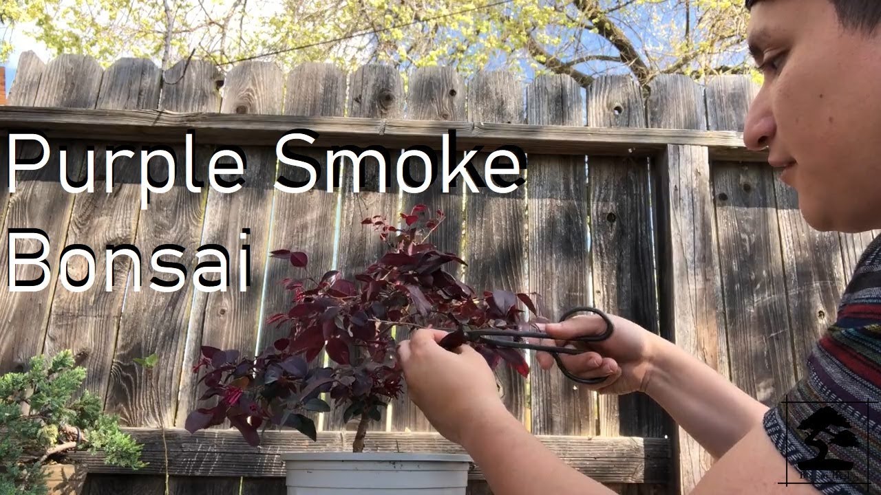 Purple smoke bush bonsai update