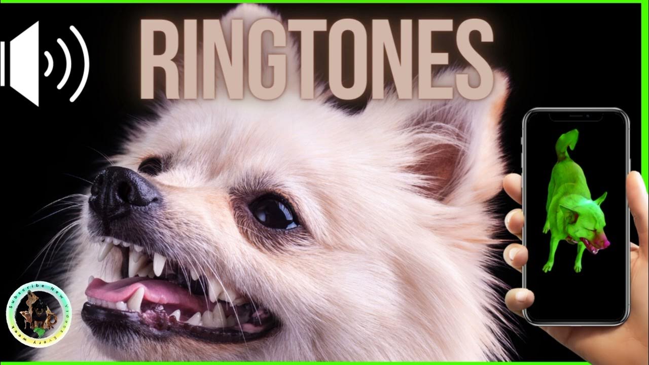 Dog Barking Ringtone Pomeranian Barking / DOGS BARKING [2022] YouTube
