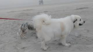 Great Pyrenees at the beach part 1 by Ace Disaster 183 views 5 years ago 2 minutes, 20 seconds