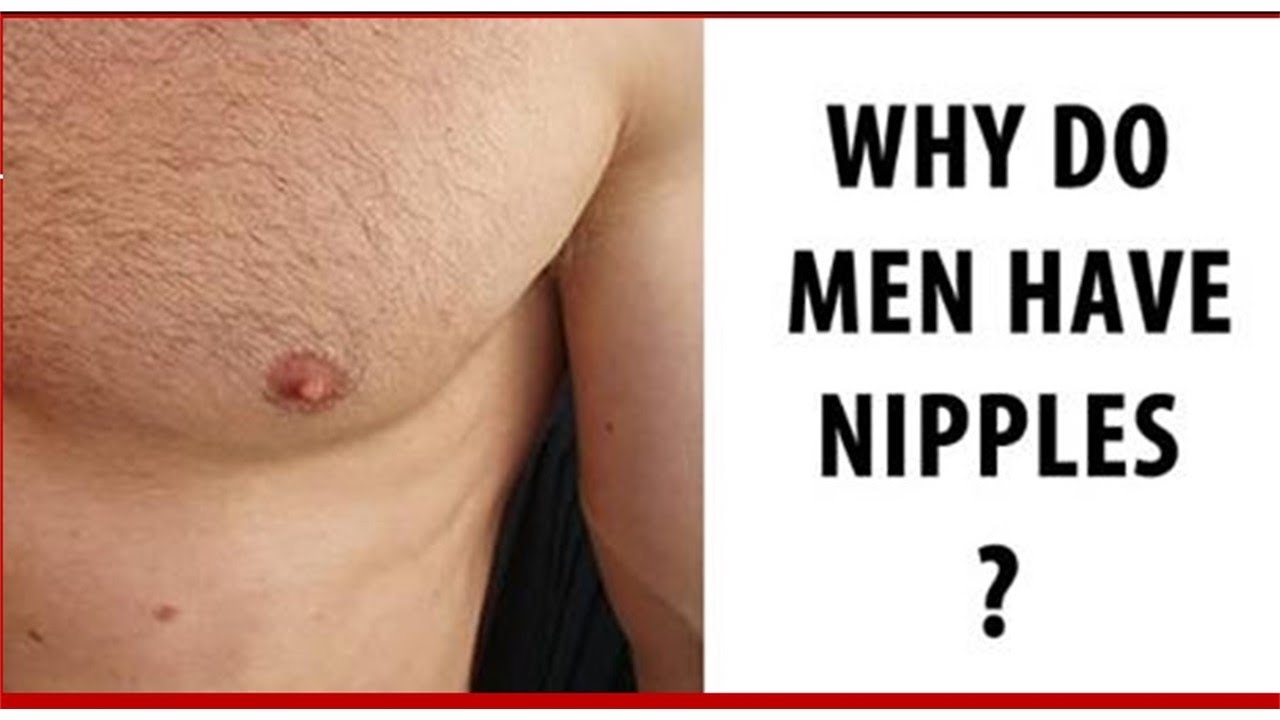 WHY DO MEN HAVE NIPPLES, health, question about man body, men nipples, ...