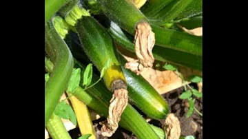 Pourquoi les feuilles de courgettes se recroquevillent ?