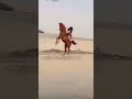horse angry arabian horse angry explore youtubeshorts trending shorts fyp explorepage fyp mp3