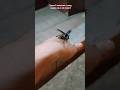 Жук носорог изящно летает #shorts #juke