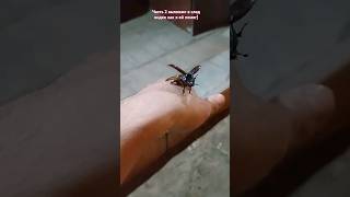 Жук носорог изящно летает #shorts #juke
