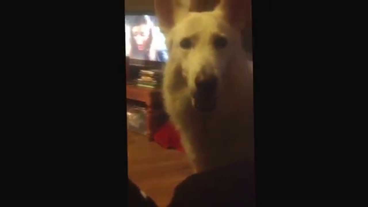 Dog burp in face... YouTube