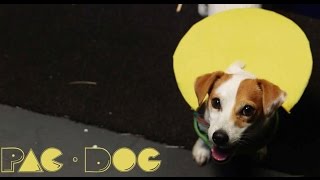 PacDog (Animal Arcade Ep. 1): Guinness World Record Balloon Popping By Dog