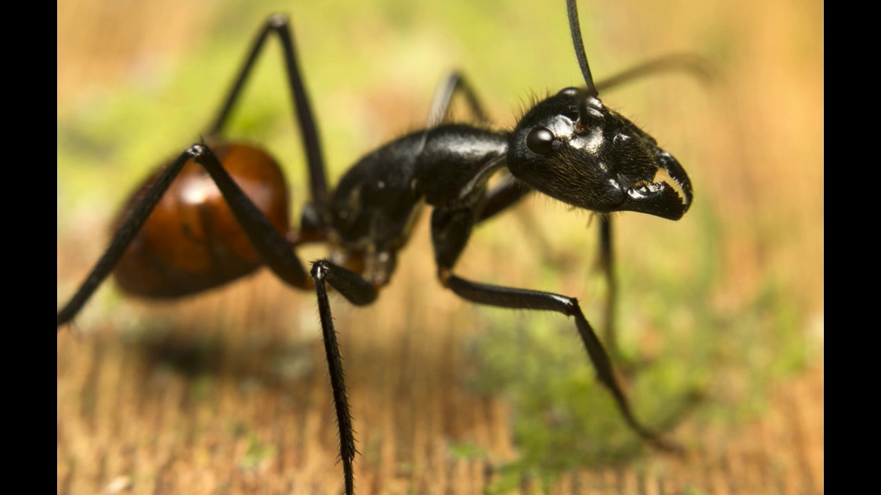 Top 10 Strangest Animal Defense Mechanisms