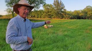 Greg Judy with parasite resistant rams