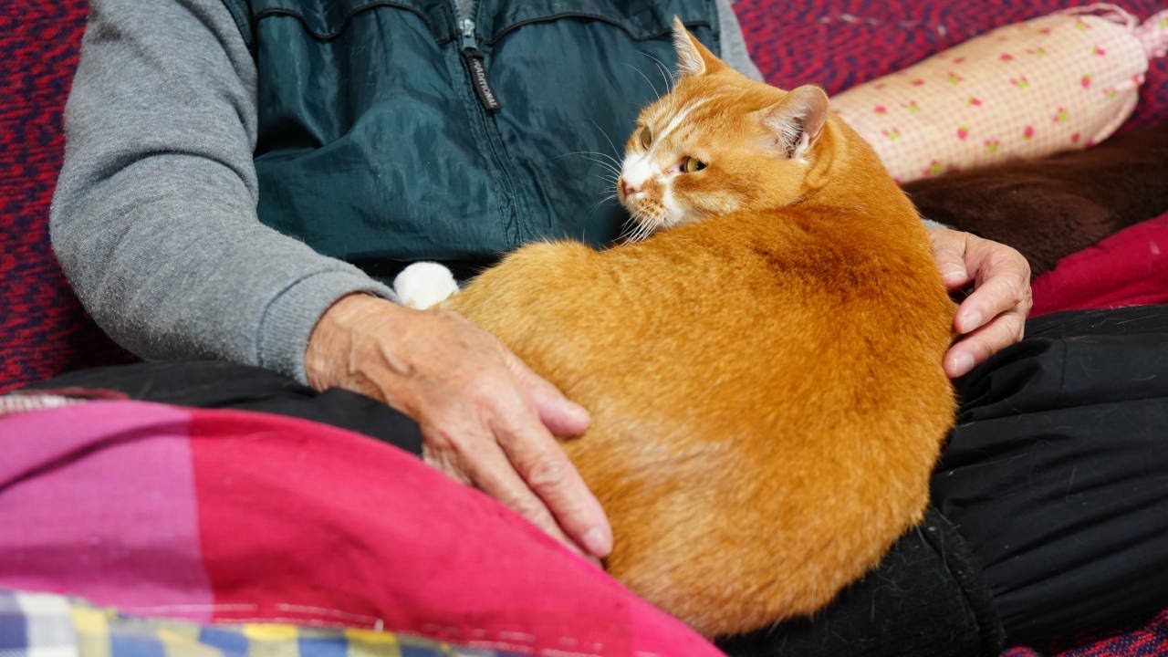 チンナアゴさま♥pargesになります❥デニム帽子猫しゃんのBIG5wayバック