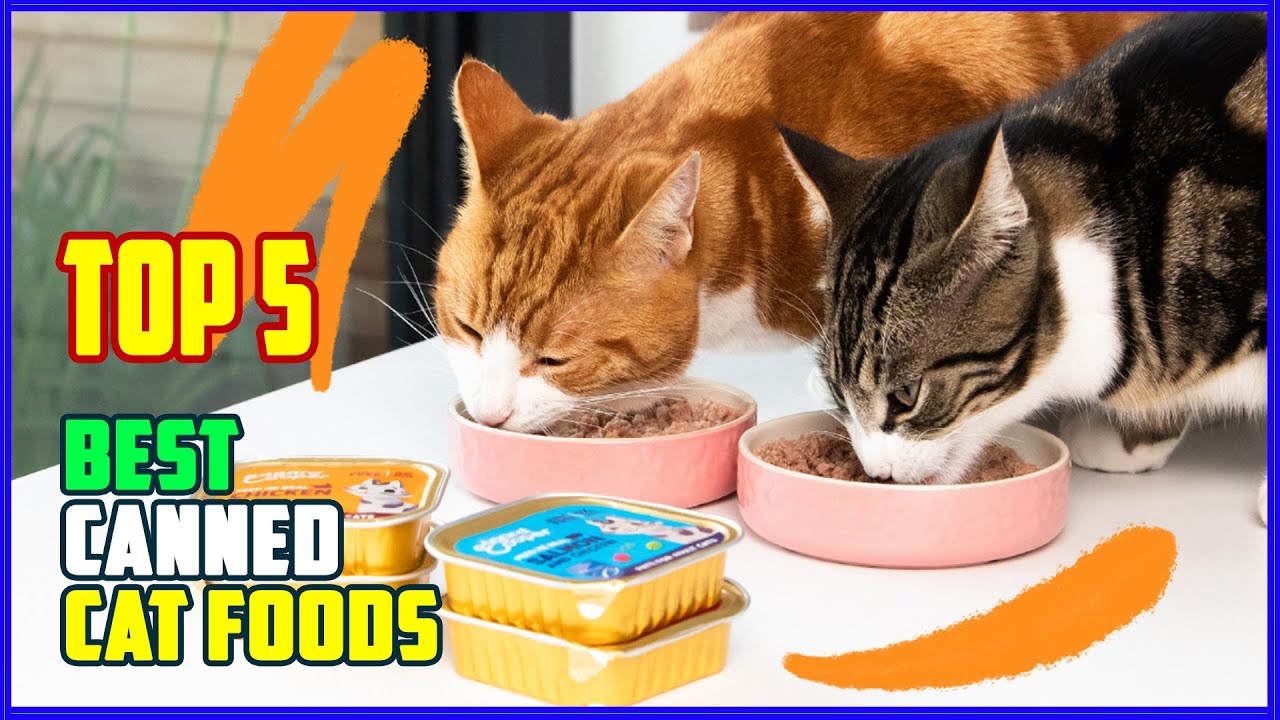 TOP 5 Best Canned Cat Foods 2026