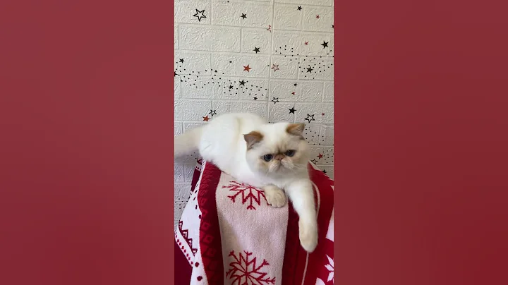 Watch the video about Exotic shorthair kitten flame point #colorpoint