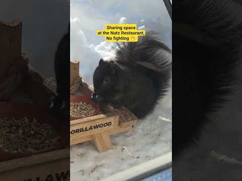 it's too cold to fight, so Squirrels are sharing space at the Nutz Restaurant 🤭