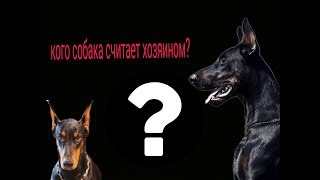 Как понять, кого собака считает хозяином? Как понять, кого собака считает хозяином?