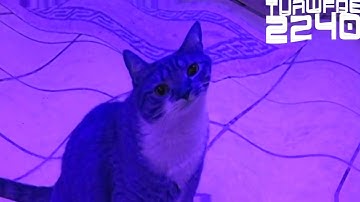 Shortest Video On Youtube Part 2 Effects (Inspired By Preview 2 V17 Effects) Squared