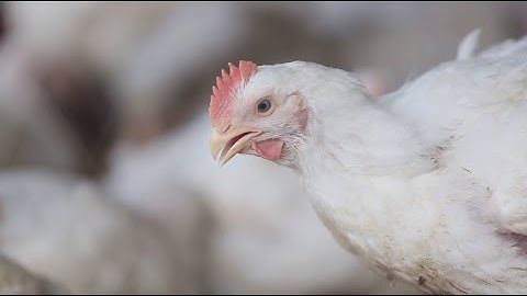 Tackling AMR in Bangladesh – a One Health approach