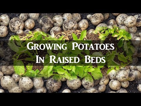 Video: New Experience Of Growing Potatoes From Seeds