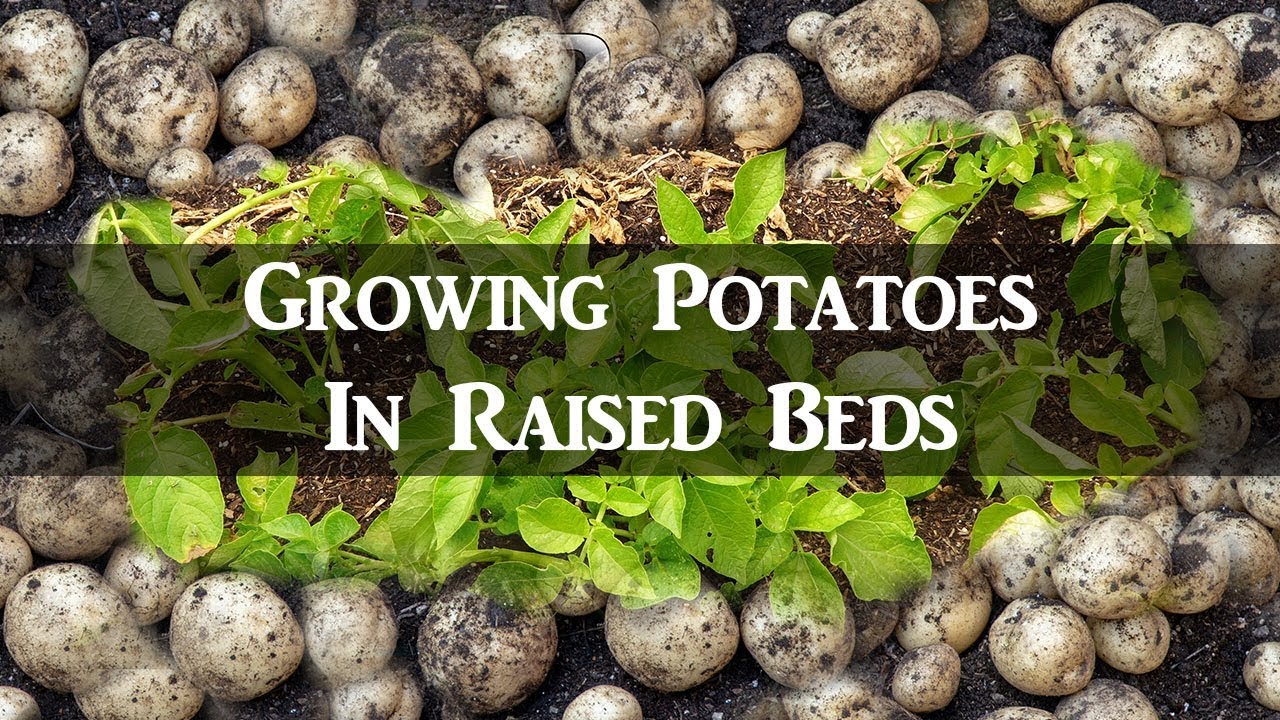 How To Plant Potatoes In A Raised Bed Garden - Garden Likes