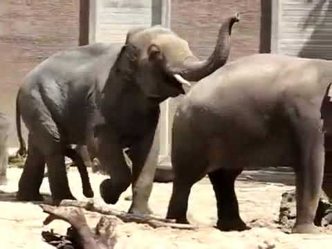 Спаровування слонів