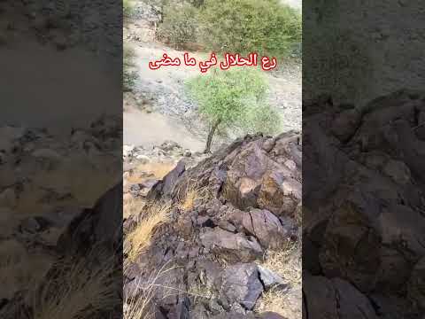 راع الحلال في ما مضى  اكسبلور