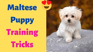 How to Teach a Maltese Puppy Tricks Using a Treat?
