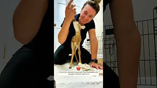 A kind man rescued a baby deer from floodwaters #deer #animals #babaydeer #rescue #love #babyanimals
