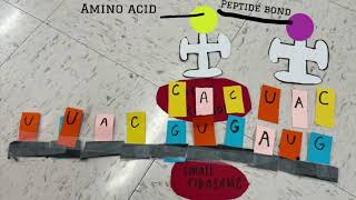 DNA Synthesis Modeling Project 2023 Sarah C, Faustina Z, Evissa P