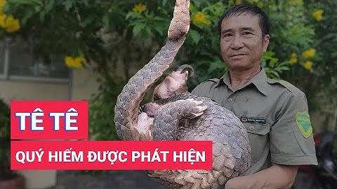Một bảo vệ dân phố phát hiện tê tê quý hiếm đi kiếm ăn trong hẻm ở TP.HCM