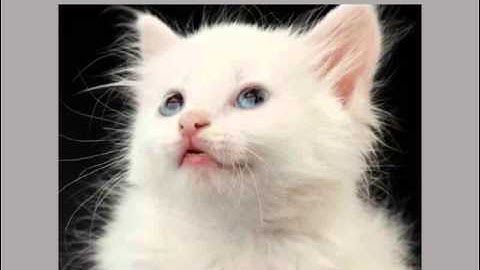 Swishmax Tutorials - making an early mouse activity - Part 1.