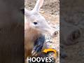 Aardvarks have HOOVES?! 🐎Animal Fact Files #wildlife #animalfacts #animals #animalshorts