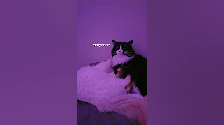 Video 11874401: cats pets catlover funny, cute catlover pets cats, kitten