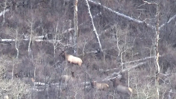 Tanya's Elk with the 6.5 PRC