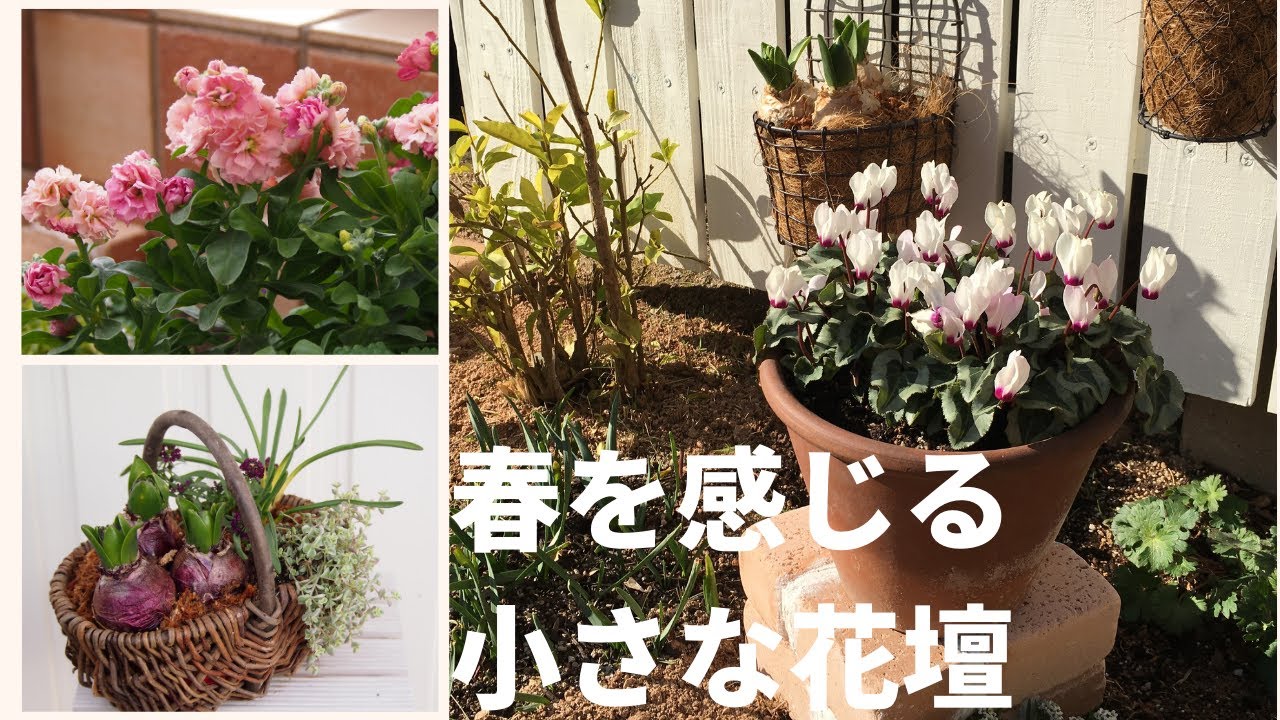 ガーデニング 冬の庭をにぎやかに見せてくれる小さな明るい花壇作り おしゃれな配置 Youtube