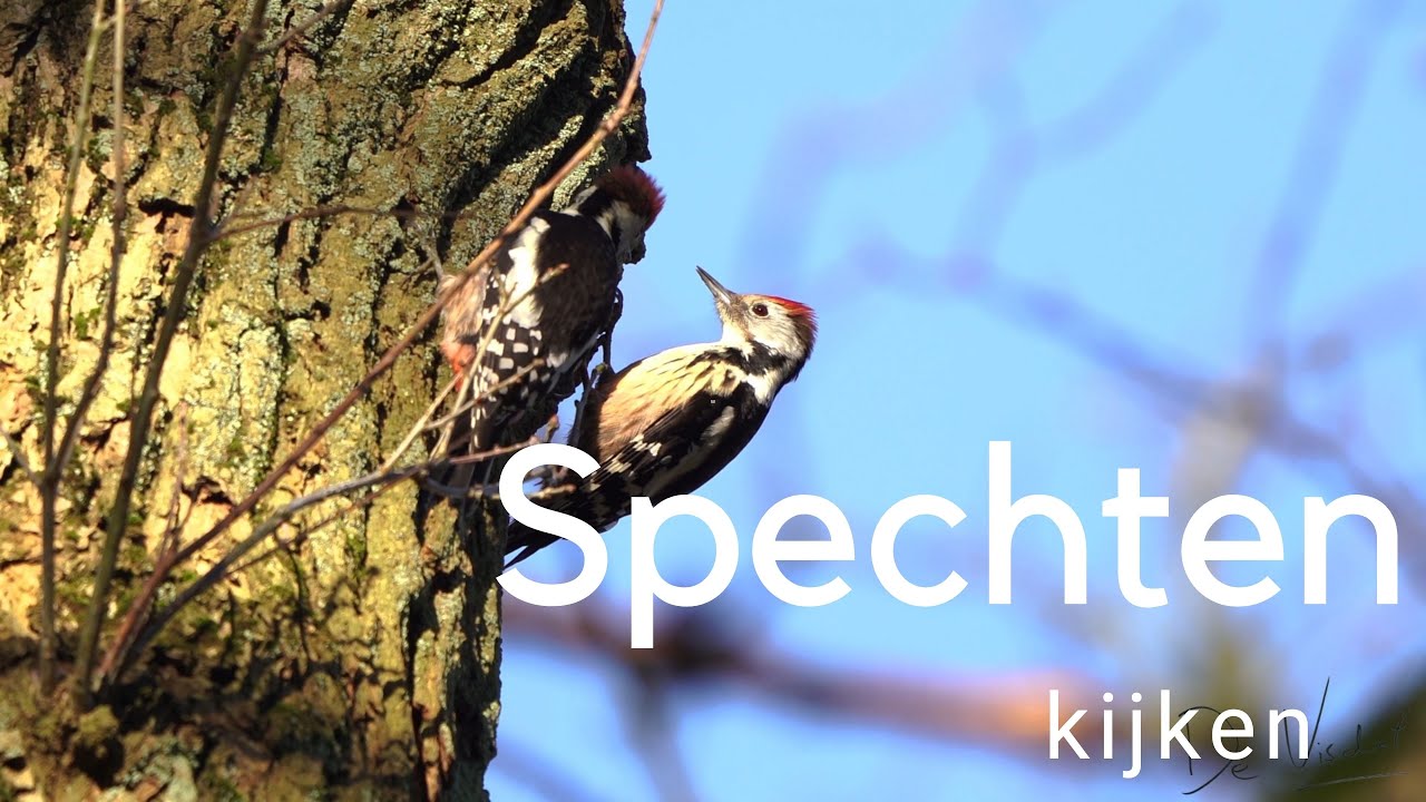 Middelste en grote bonte specht kijken / Observing woodpeckers