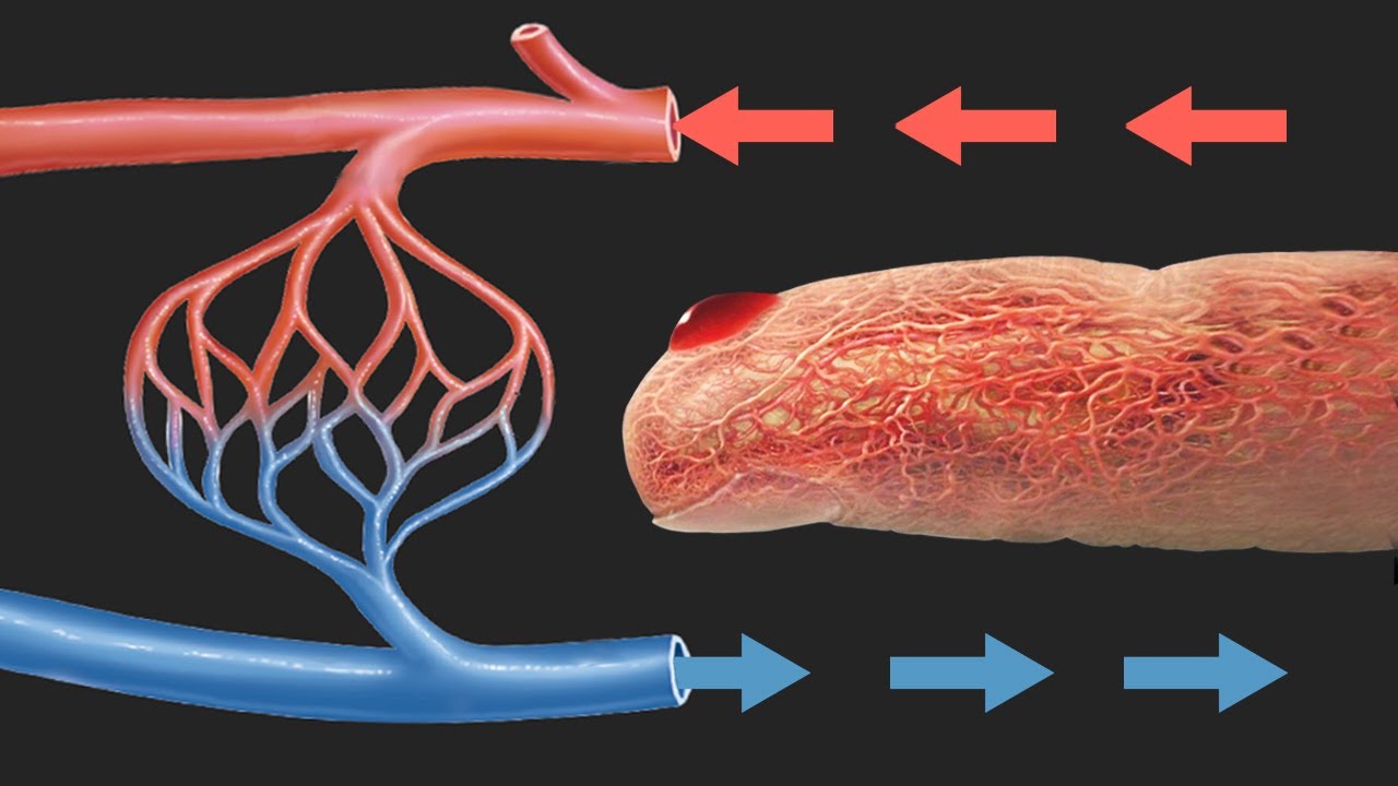 Расширение артериальных сосудов. Кровеносная система артерии вены капилляры. Сосуды артерии вены капилляры. Капиллярные кровеносные сосуды.