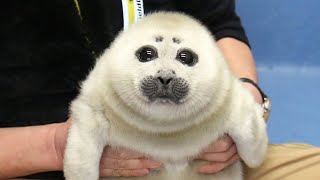 Baby Seal With A Unique Face