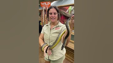 Is this Australian water python cool or what 🐍🤪#shorts #animalplanet #animals #animalvideos