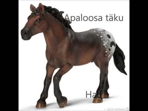 Video: Andaluusia Hobune