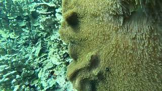 This Ocean Creature is Soft Like Velvet!