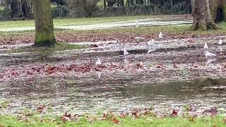 ماذا حدث للحديقة بعد المطر الغزير!!  After heavy watch what happened after the rain !!