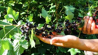 Blackcurrants  3 Ways to Harvest & Store Your Crop | Fast Producing Perennial Shrub