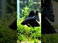 Black betta fish amazing video #viral #fish #shortsvideo #animals #wildlifebangla #shortvideo